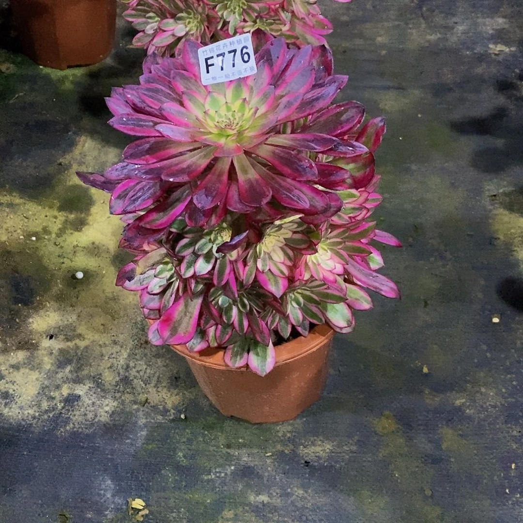 用****6776黑桐表白锦一棵