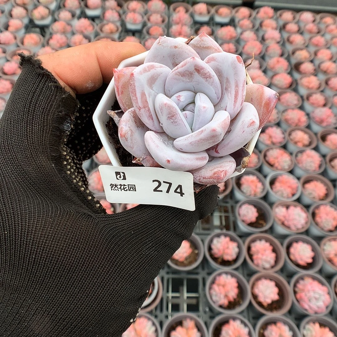 274嫦娥多肉植物666