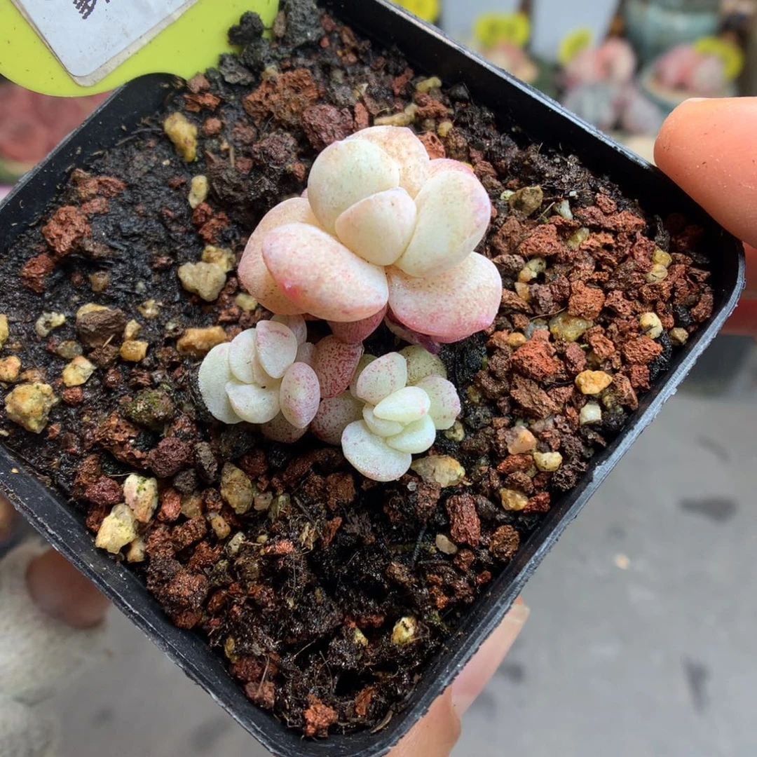 95三头冰玉石化多肉植物