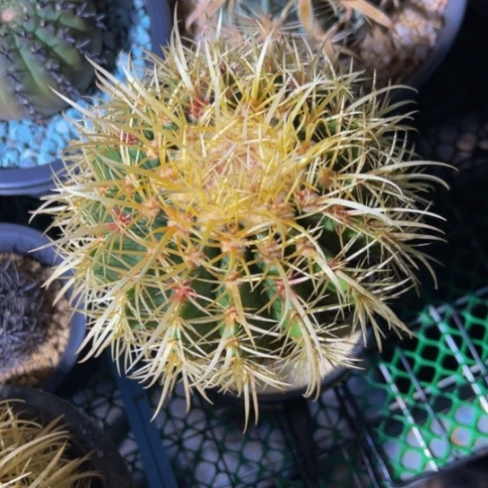 罗****）墨西哥奇特红心琥花友价