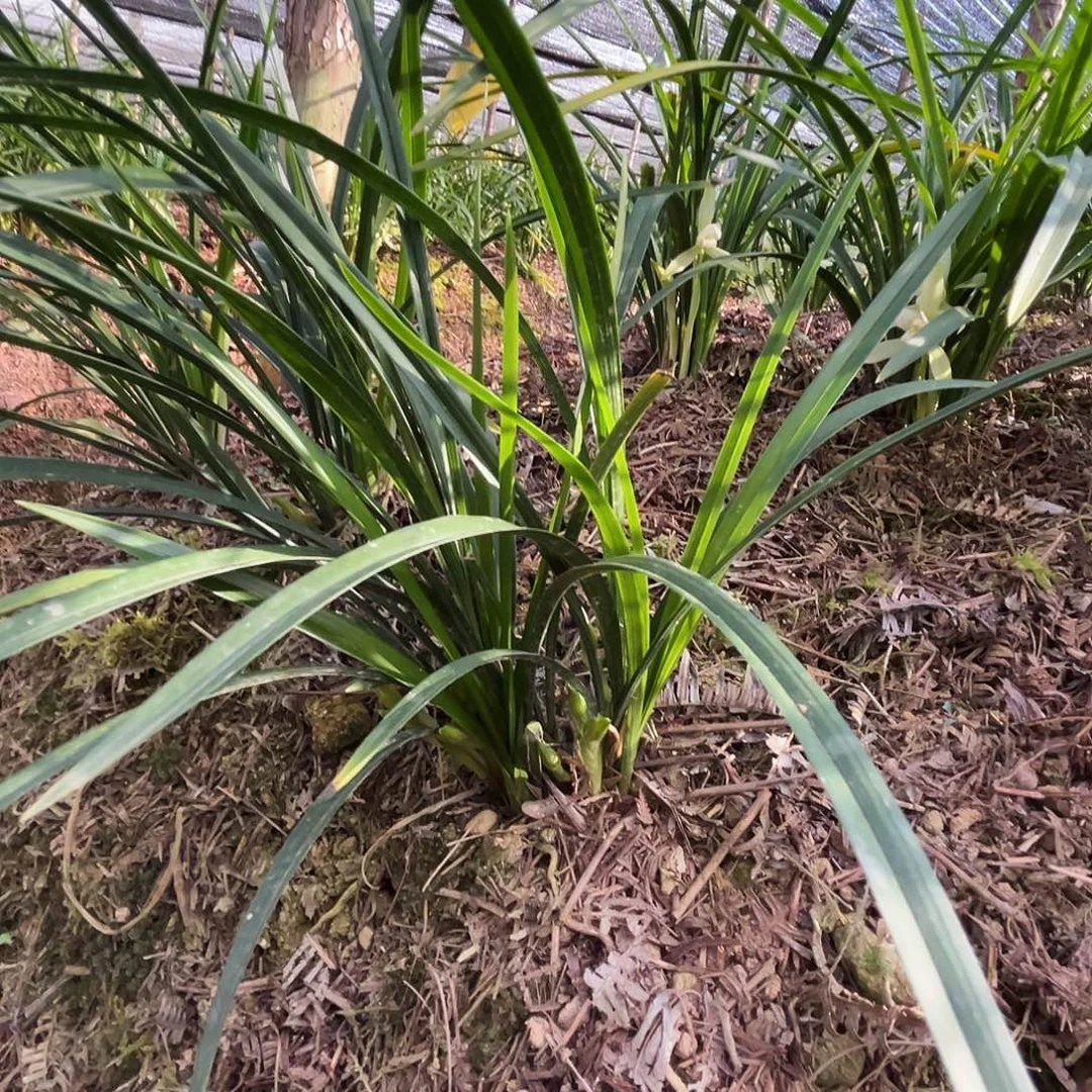大部分花苞少量开放