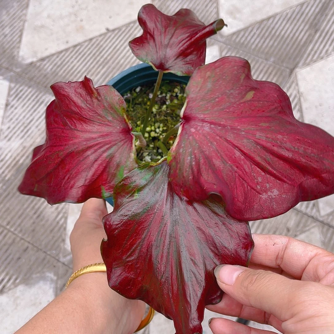 完全开放泰彩一物一拍2280