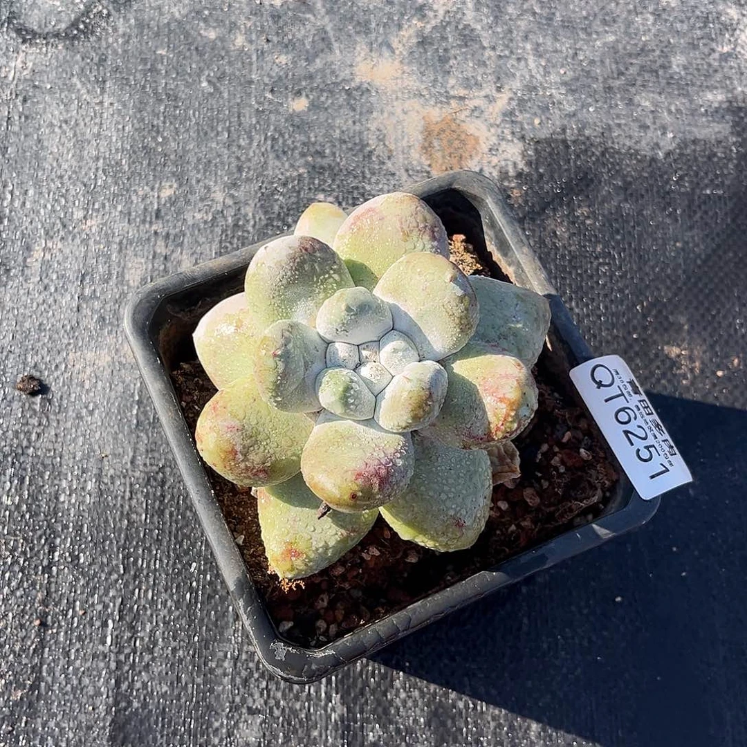小鹿多肉一物一拍拇指