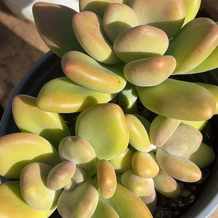 芒果系列美人一物一拍特价美人