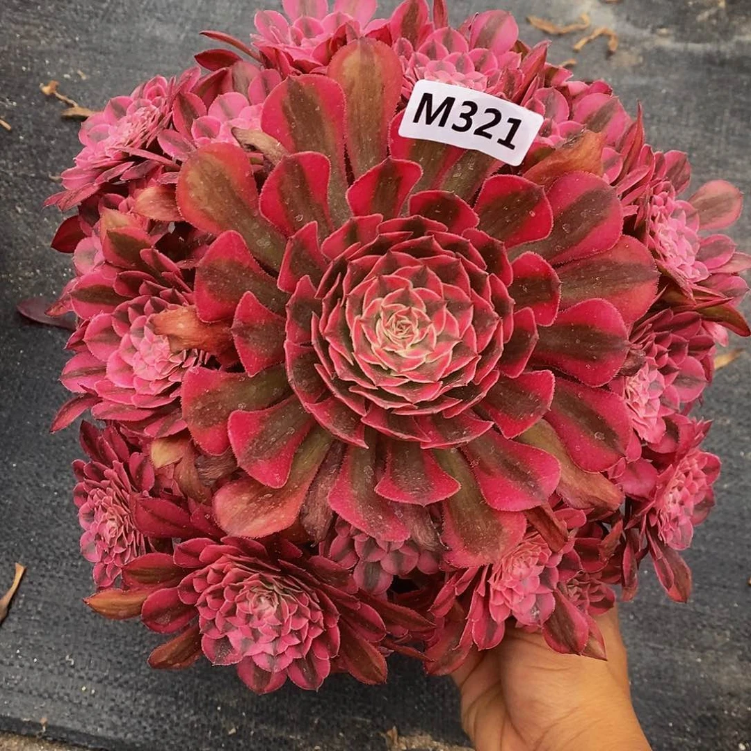 321红铜白666666666666