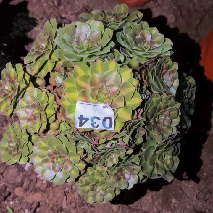 034雨荷多肉植物不售后中班