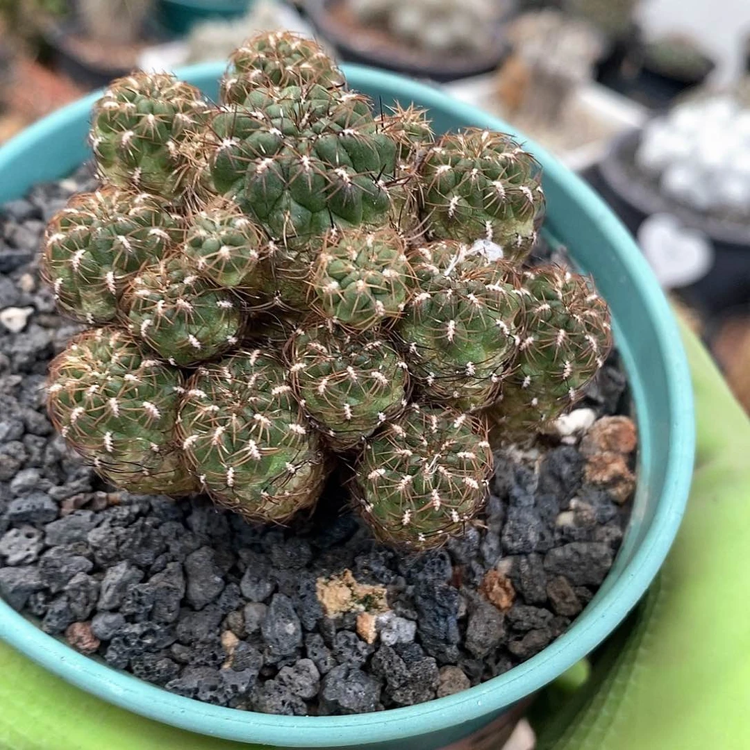 锦*火焰勾宝仙人球群