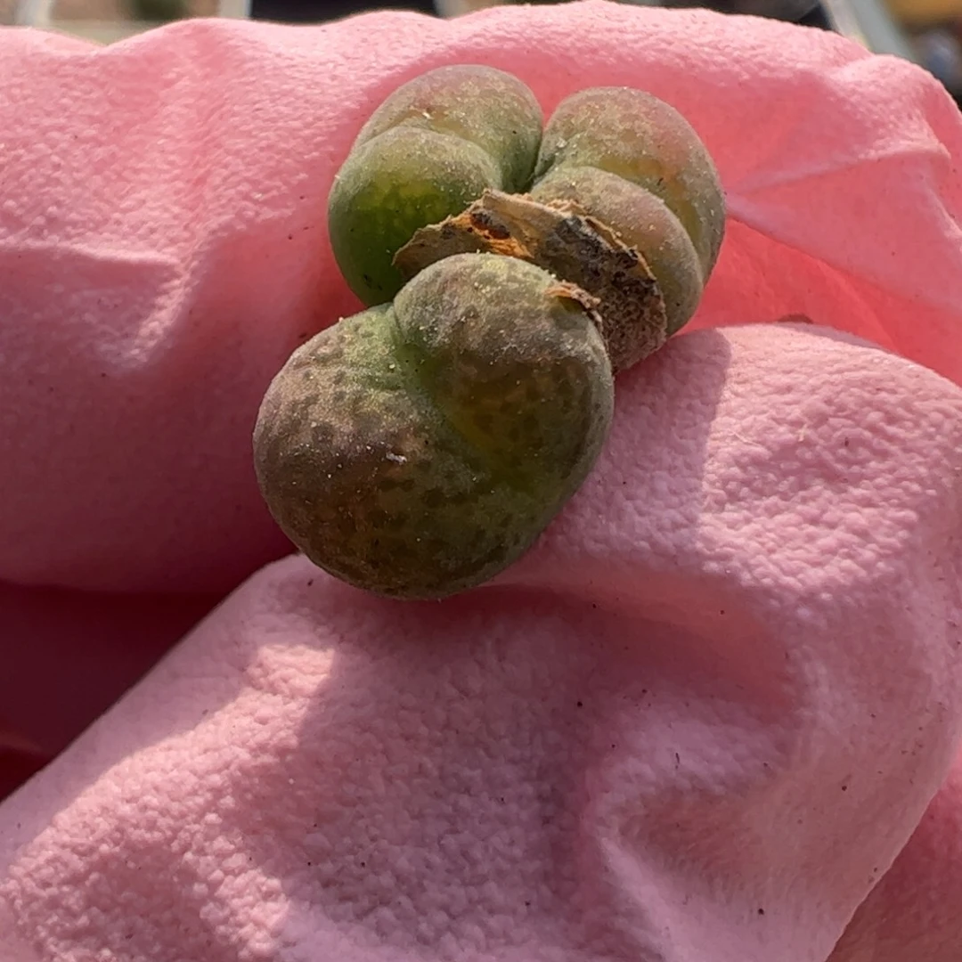 934 好看的多肉冲冲冲