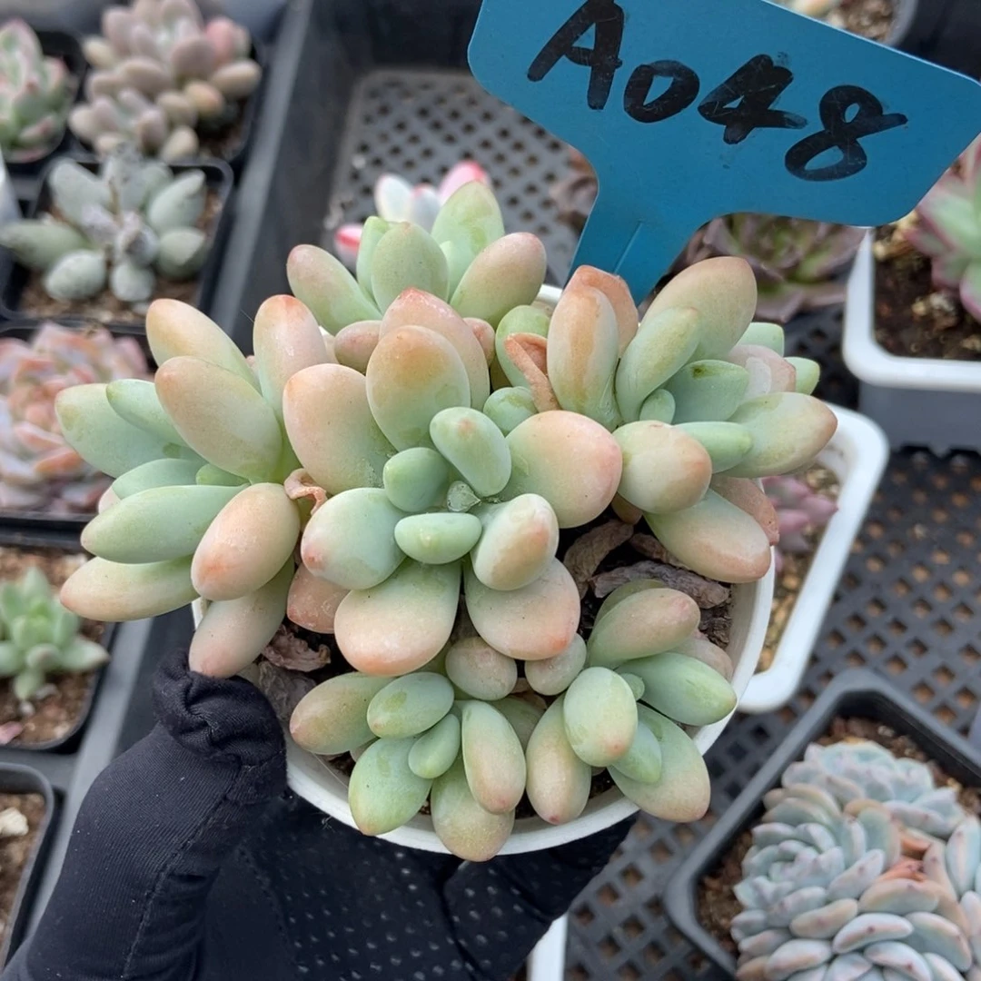 048洛神多肉植物保护
