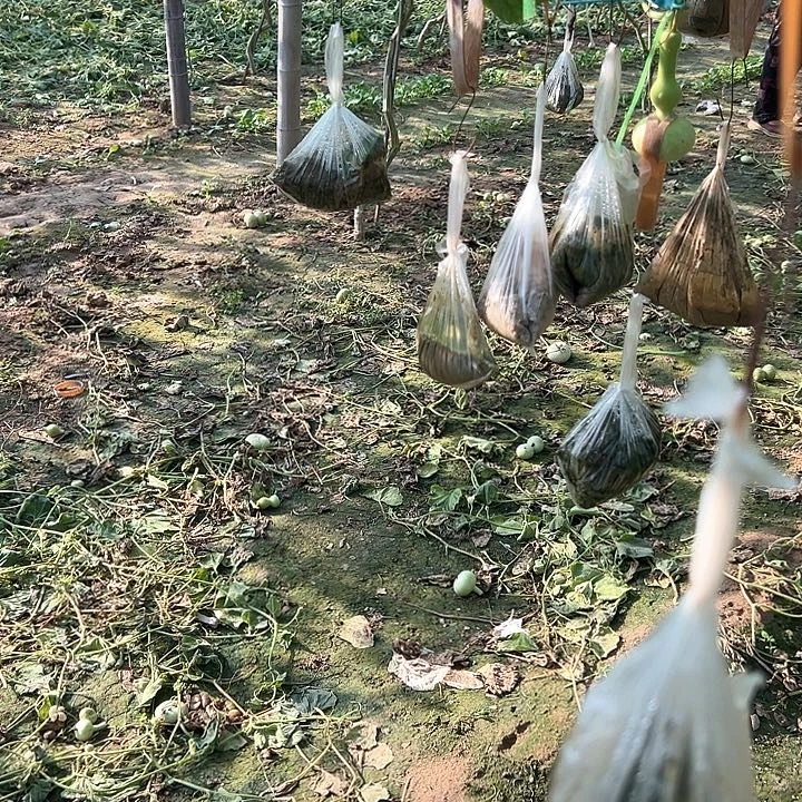 ****金葫芦葫芦葫芦葫芦