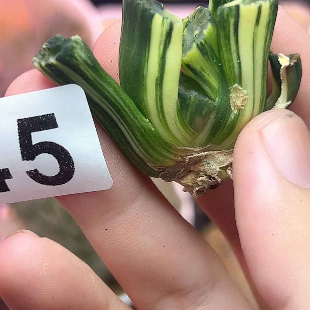 345酒井锦十二卷多肉植物