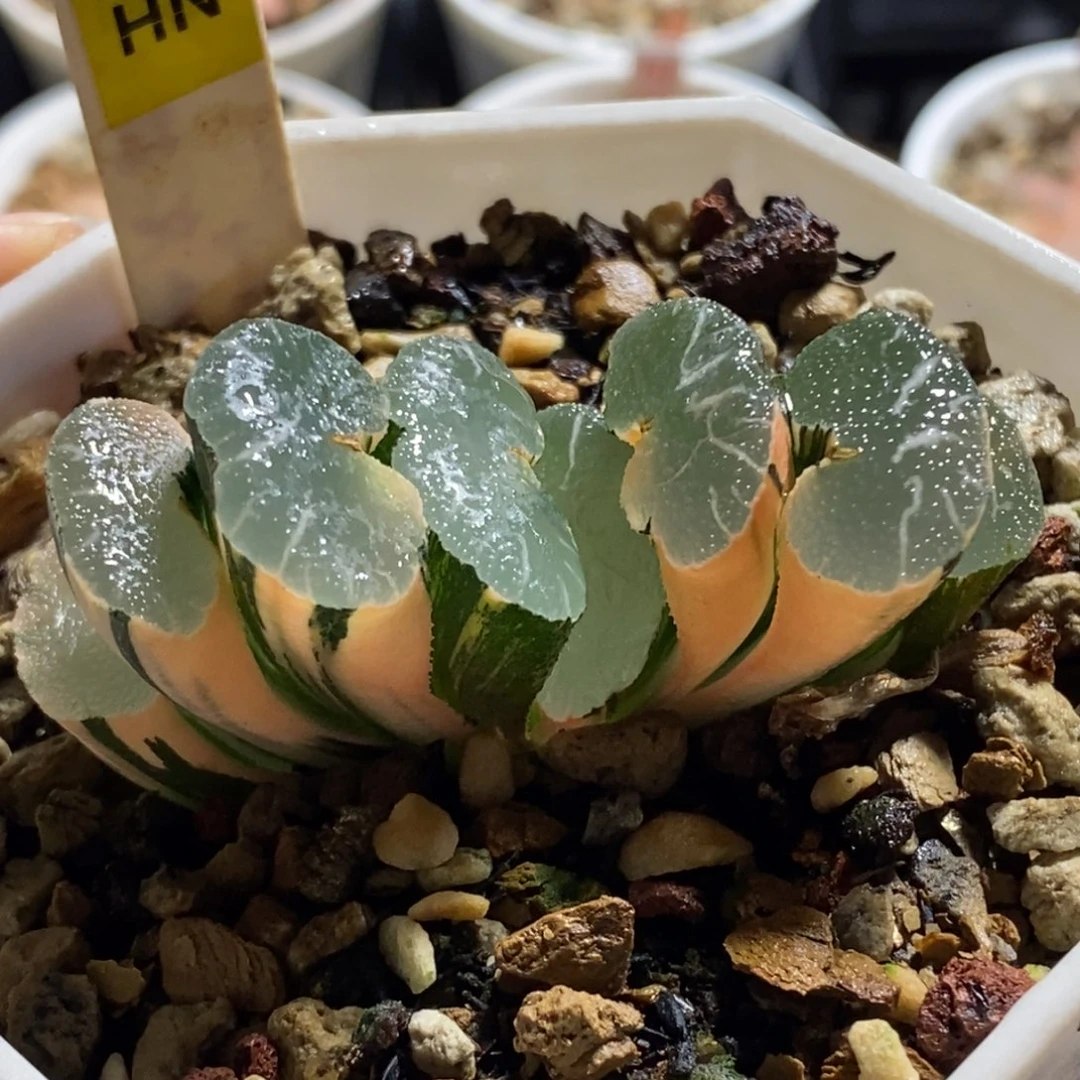 39大绳玉扇锦一物一图