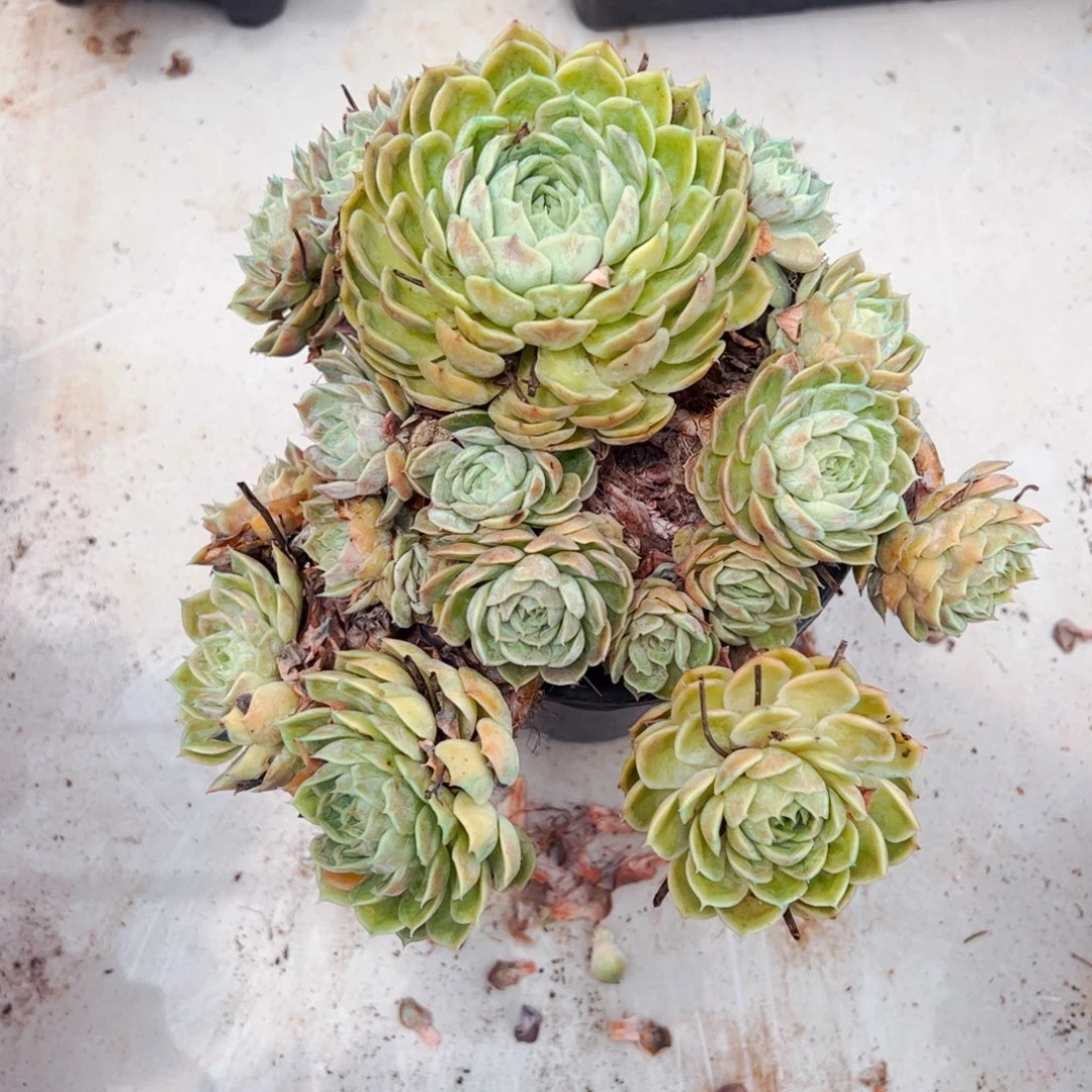 多肉植物组合盆栽