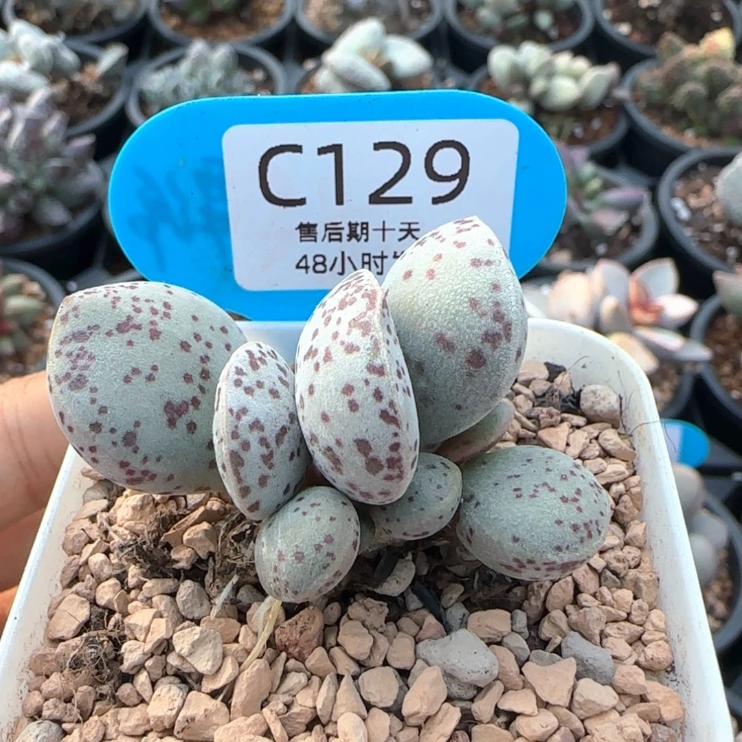 花蛋。      129。