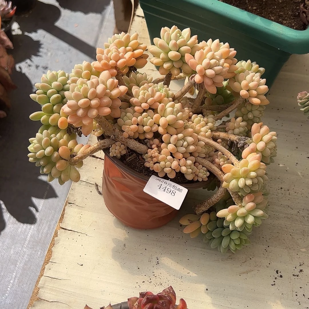 心***情4498洛可可多肉植物多肉