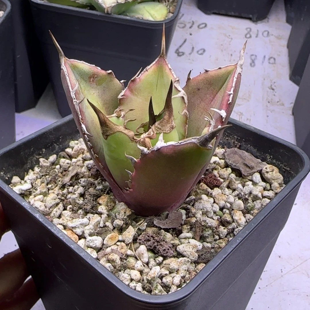 实生仁王冠龙舌兰4