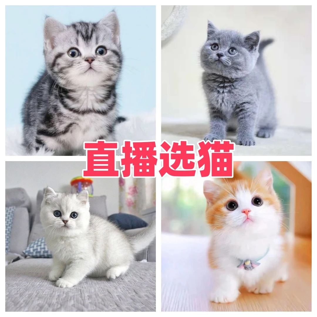 宠物猫金渐层银渐层蓝猫曼基康拿破仑矮脚猫小猫活体美短虎斑