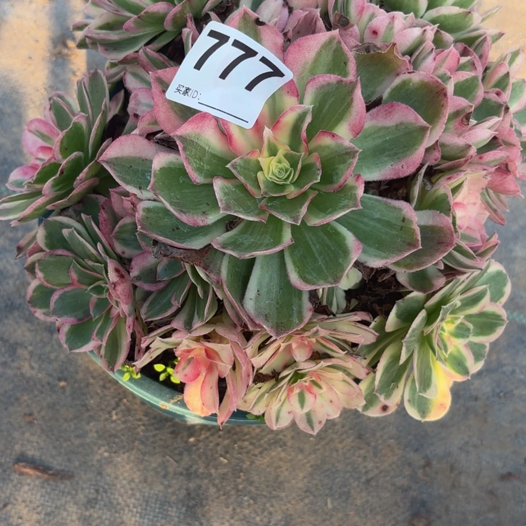 777西施多肉植物发货