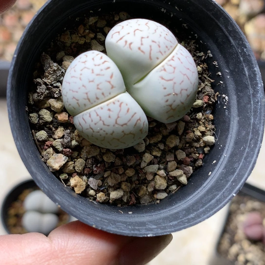 H152多肉植物保护研究所