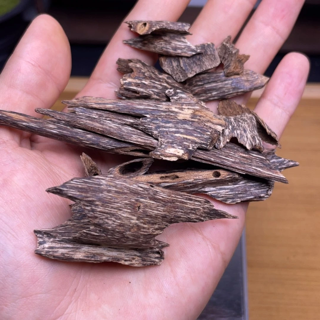 醉***风15克海南尖峰树心虫漏