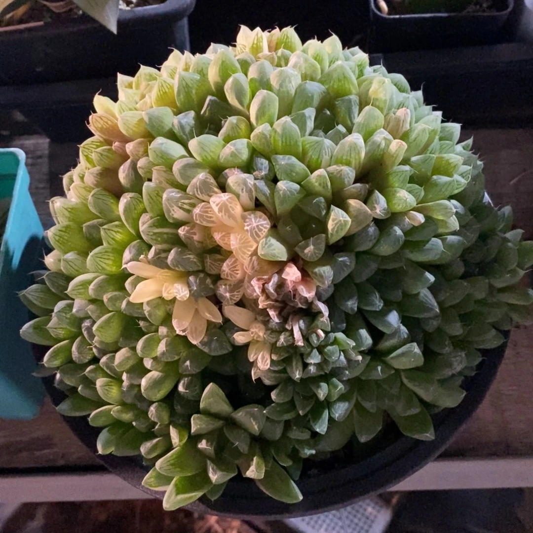 武***姐30100 一颗大雨露群 超级福利