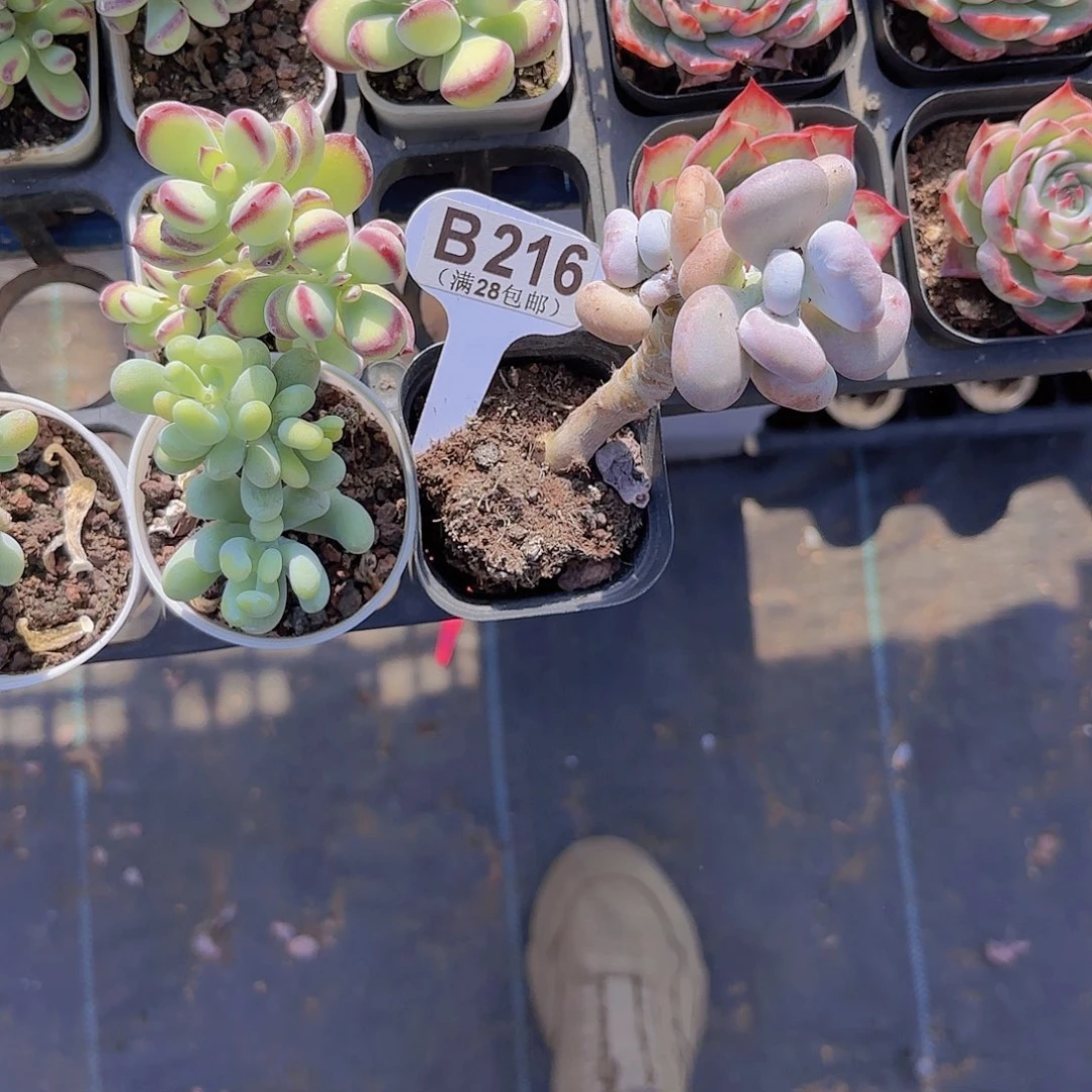 B216油煎丸子一物一拍