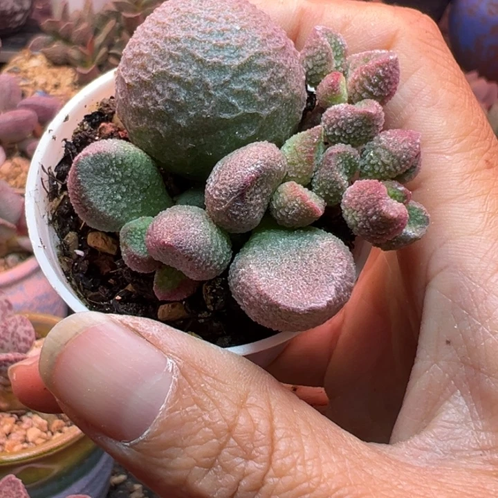 钮***邢吉祥如意等名家的书法作品多次