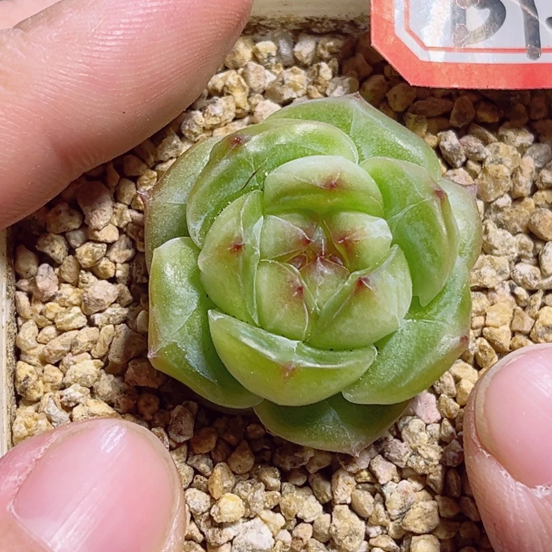 B127 一物一拍 缠纸