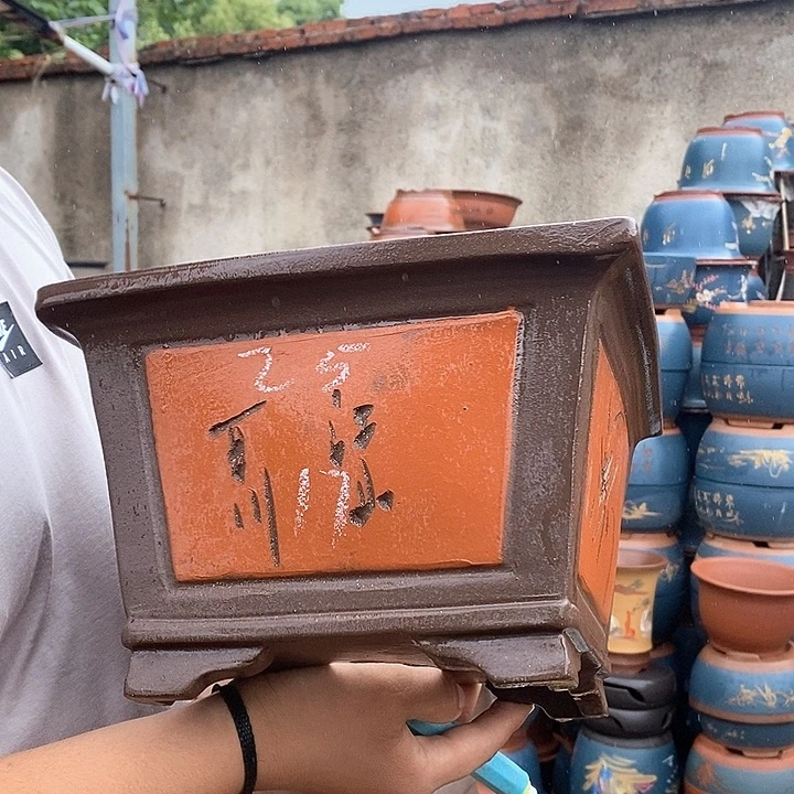 紫砂花盆盆栽观赏