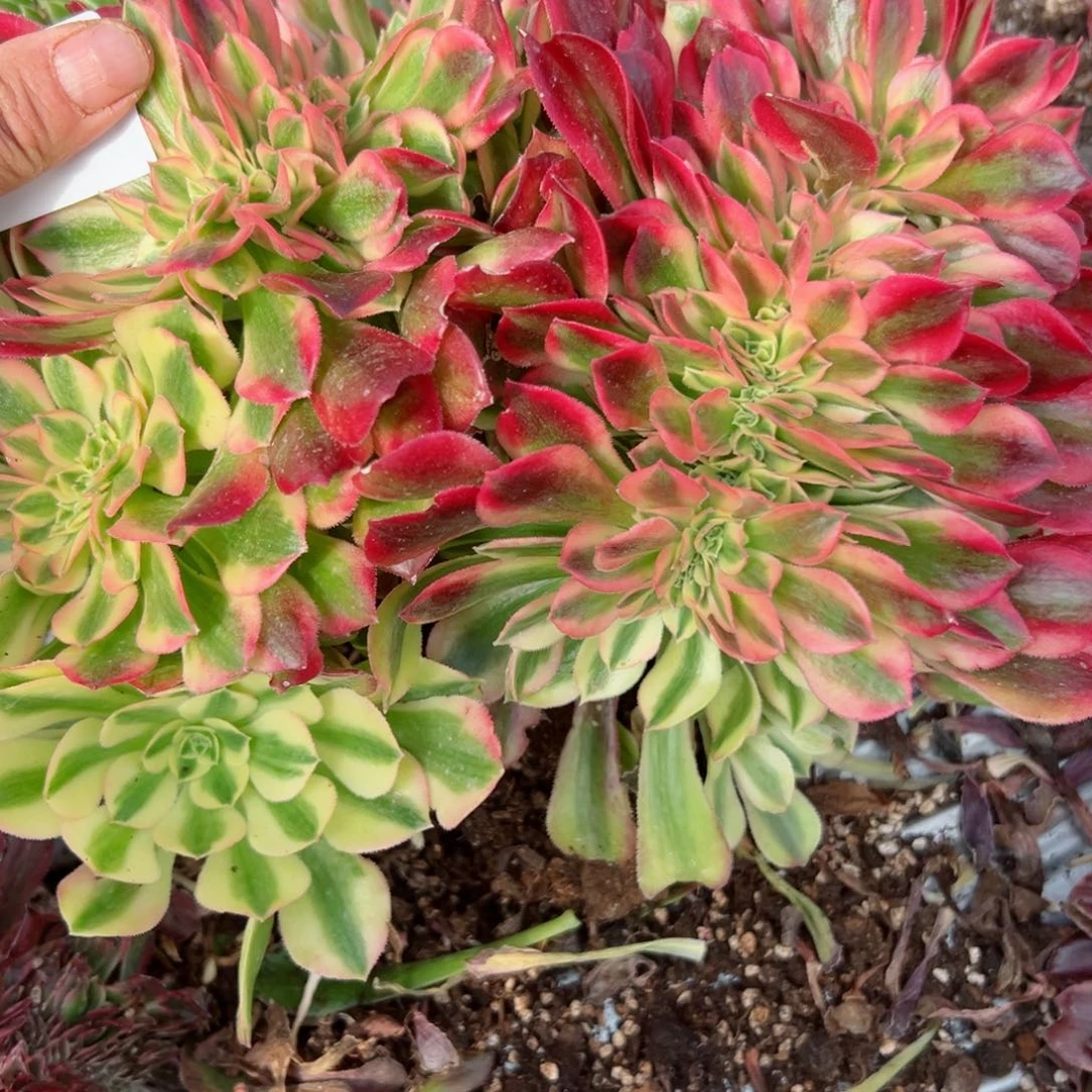 我7012 号多肉法师新年特价粉公主