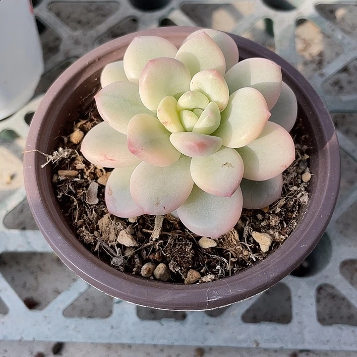 白马香水锦一物一拍
