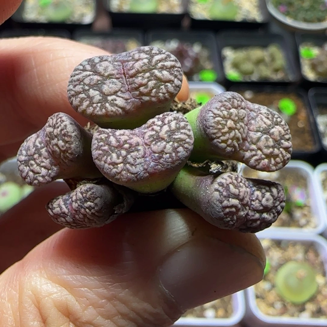 漂漂亮亮多肉植物70