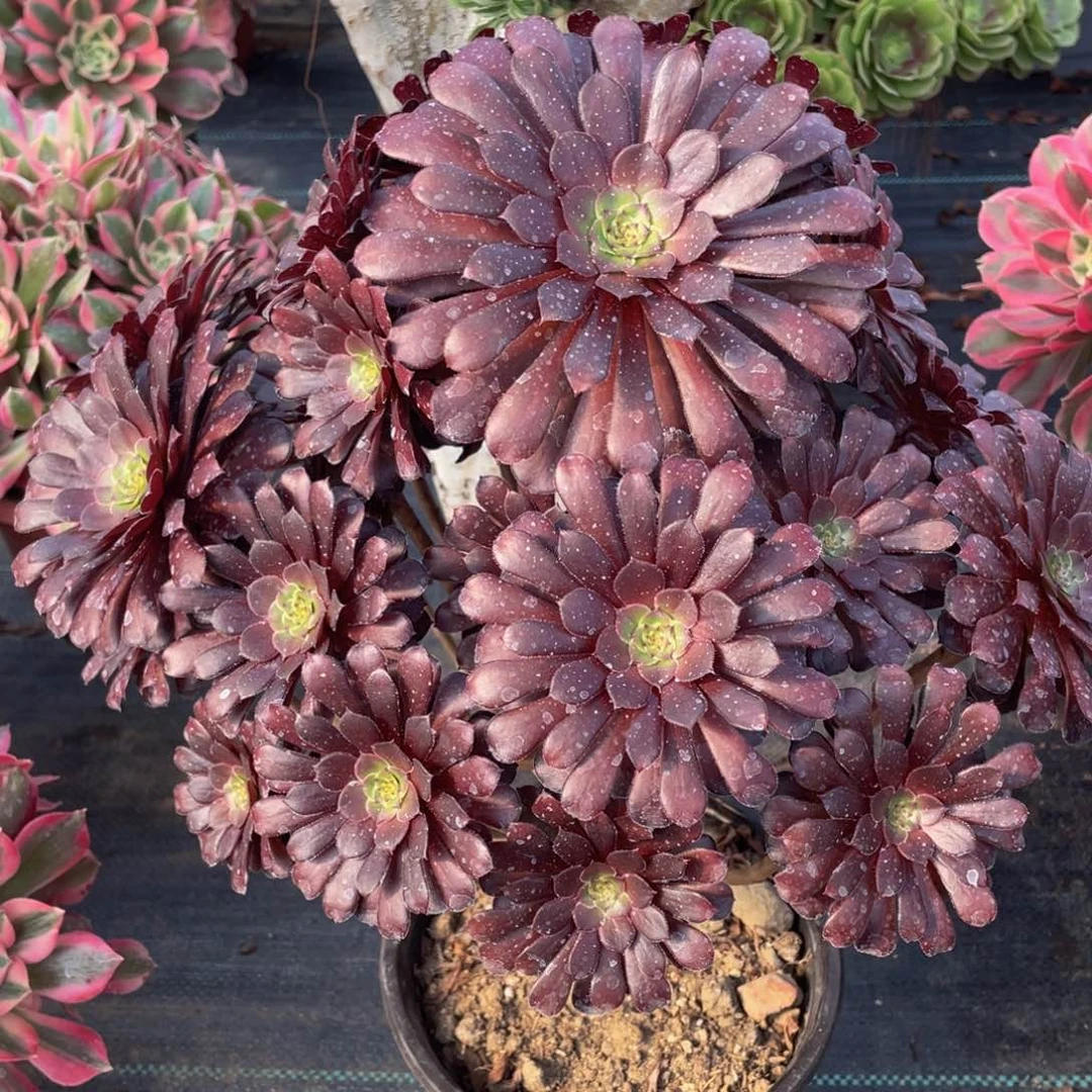 C**o074黑铜壶精品法师多肉