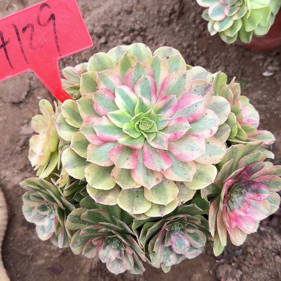 4129雨荷多肉法师