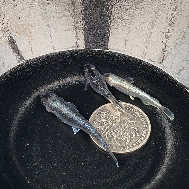 青鳉鱼午夜3条56号