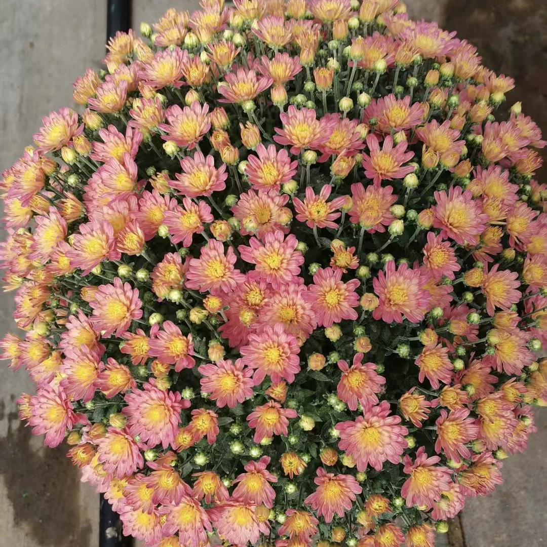 【桃色】千头菊爆花好养云南基地直发