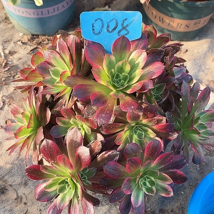 008 一颗安娜法师多肉