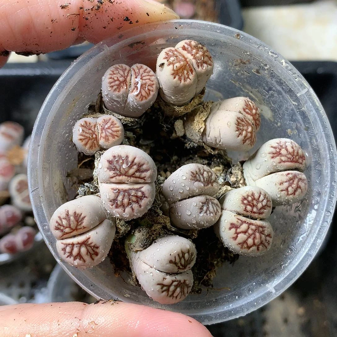 W345多肉植物保护