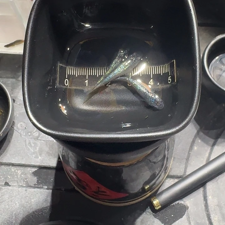 海水鱼19号拍品海王星3条