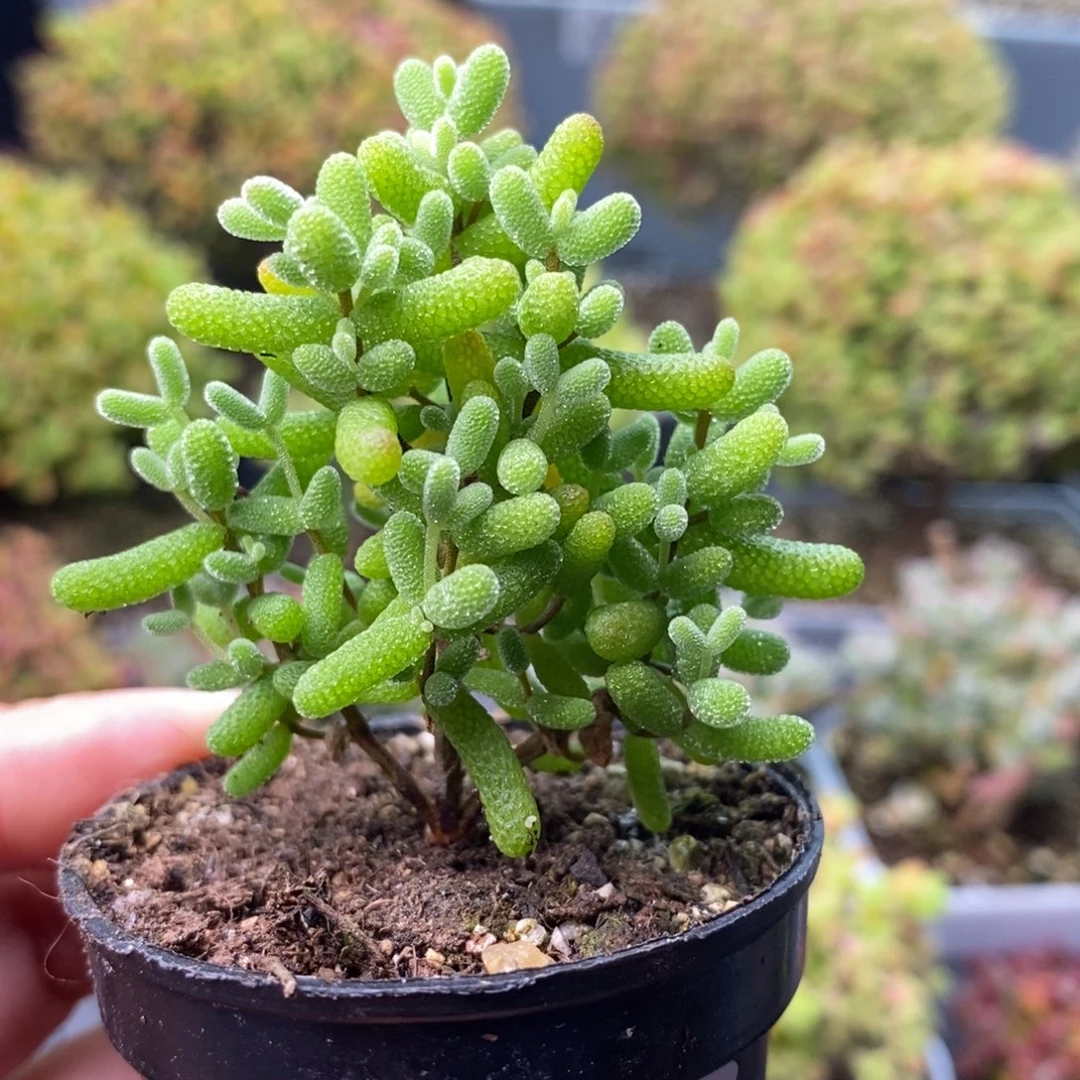 2342金桔糖球 。