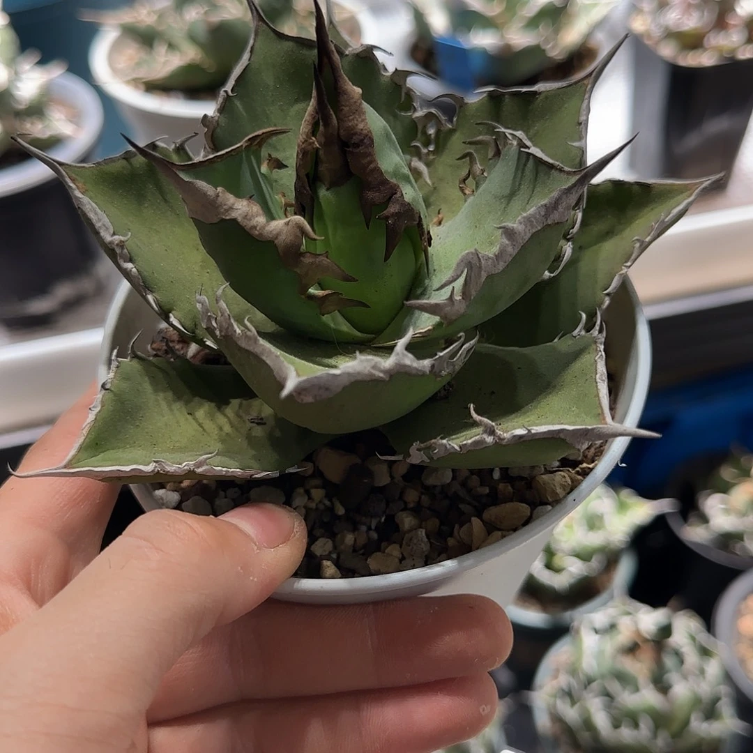 菩提龙舌兰111111111