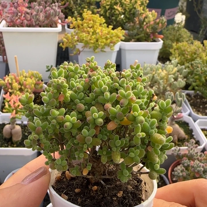 729-蜜桔糖球植物枝干