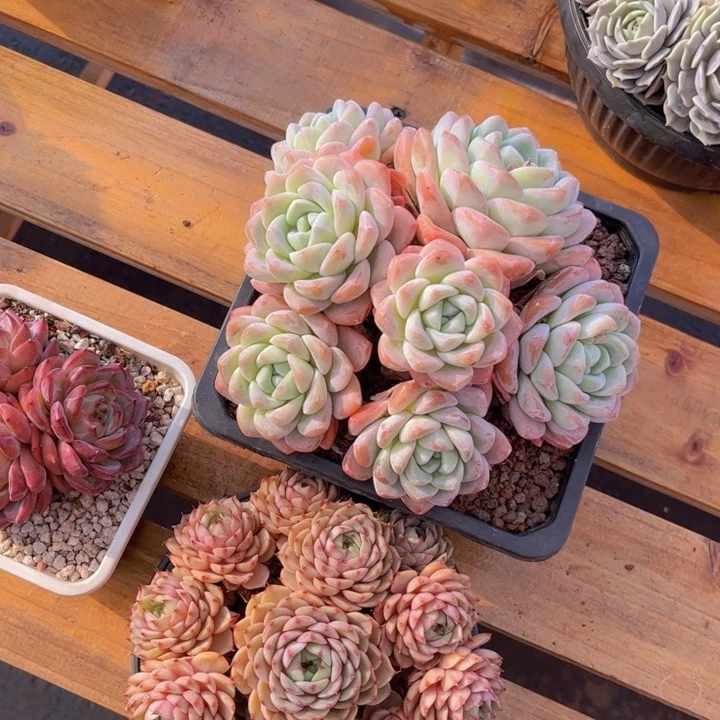 清****༇美慕花坊，一物一拍