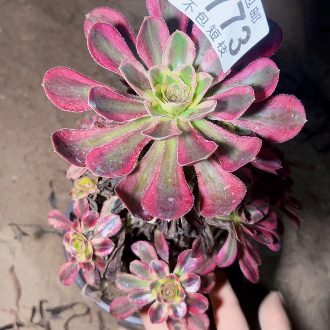 冰淇淋多肉植物1773