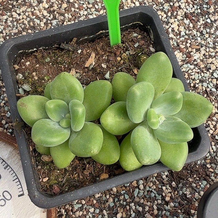 芒果奶一物一拍605