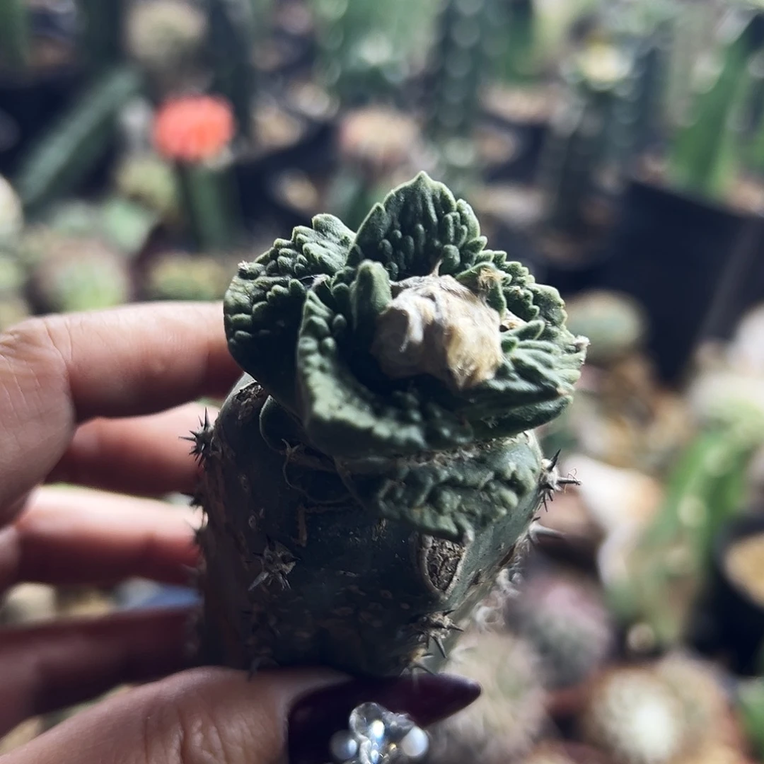 牡丹仙人球1111111111