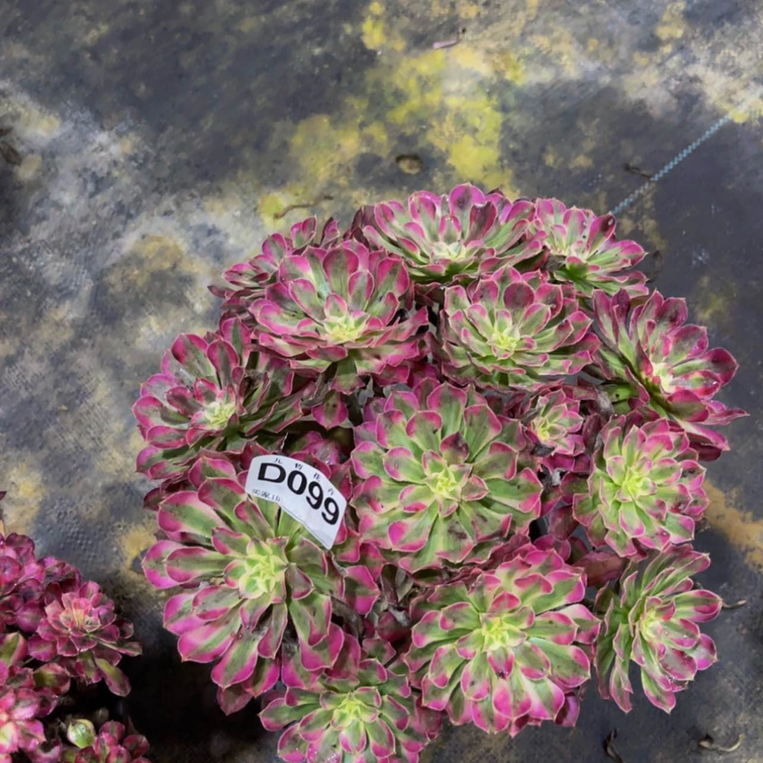 【闪购商品】09900