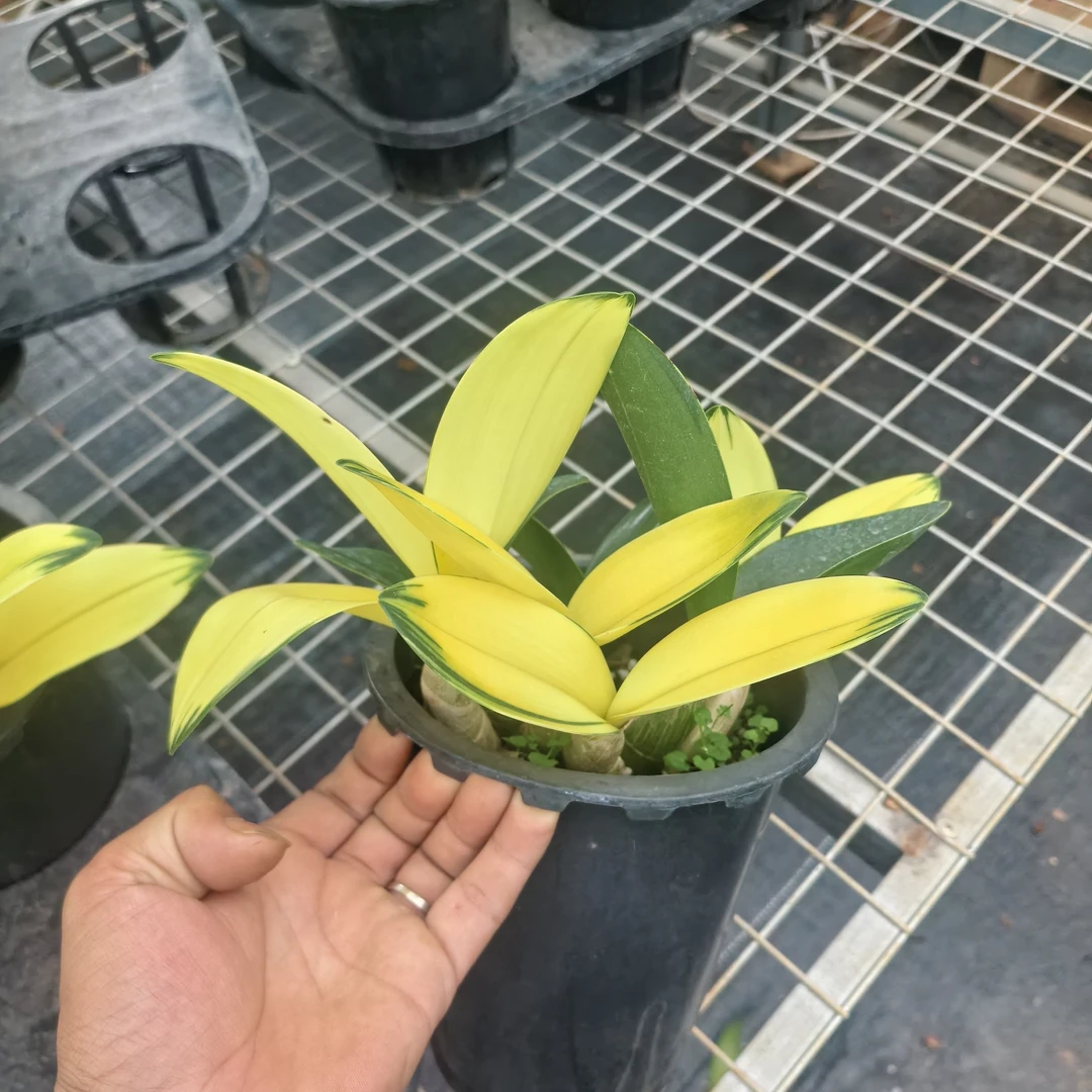 丹顶鹤 变异大明石斛 成品苗 原盆发货