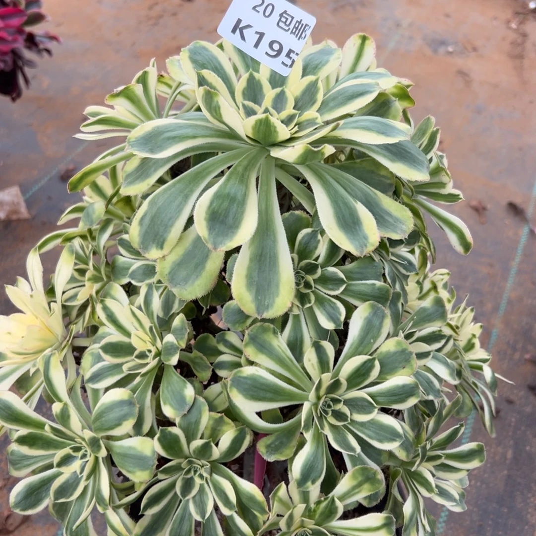 195白兰地，满20包邮