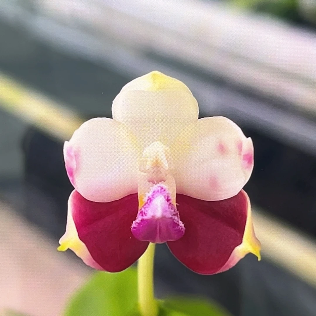 无花朵2.5寸鱼鱼交飞鹰了珍苗